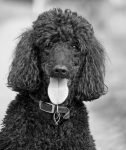 dog-220457_1280