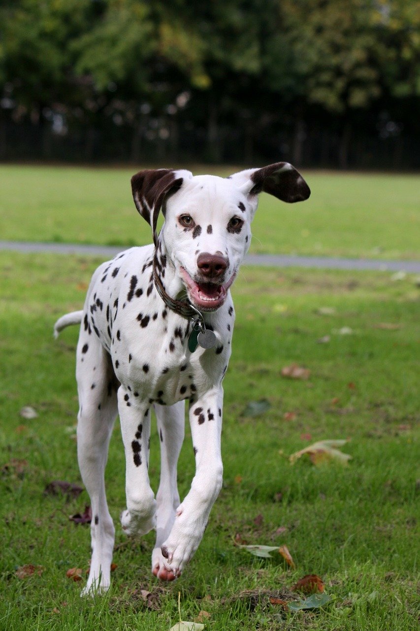dog-220462_1280