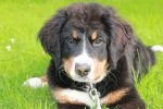 dog-2757161_1920