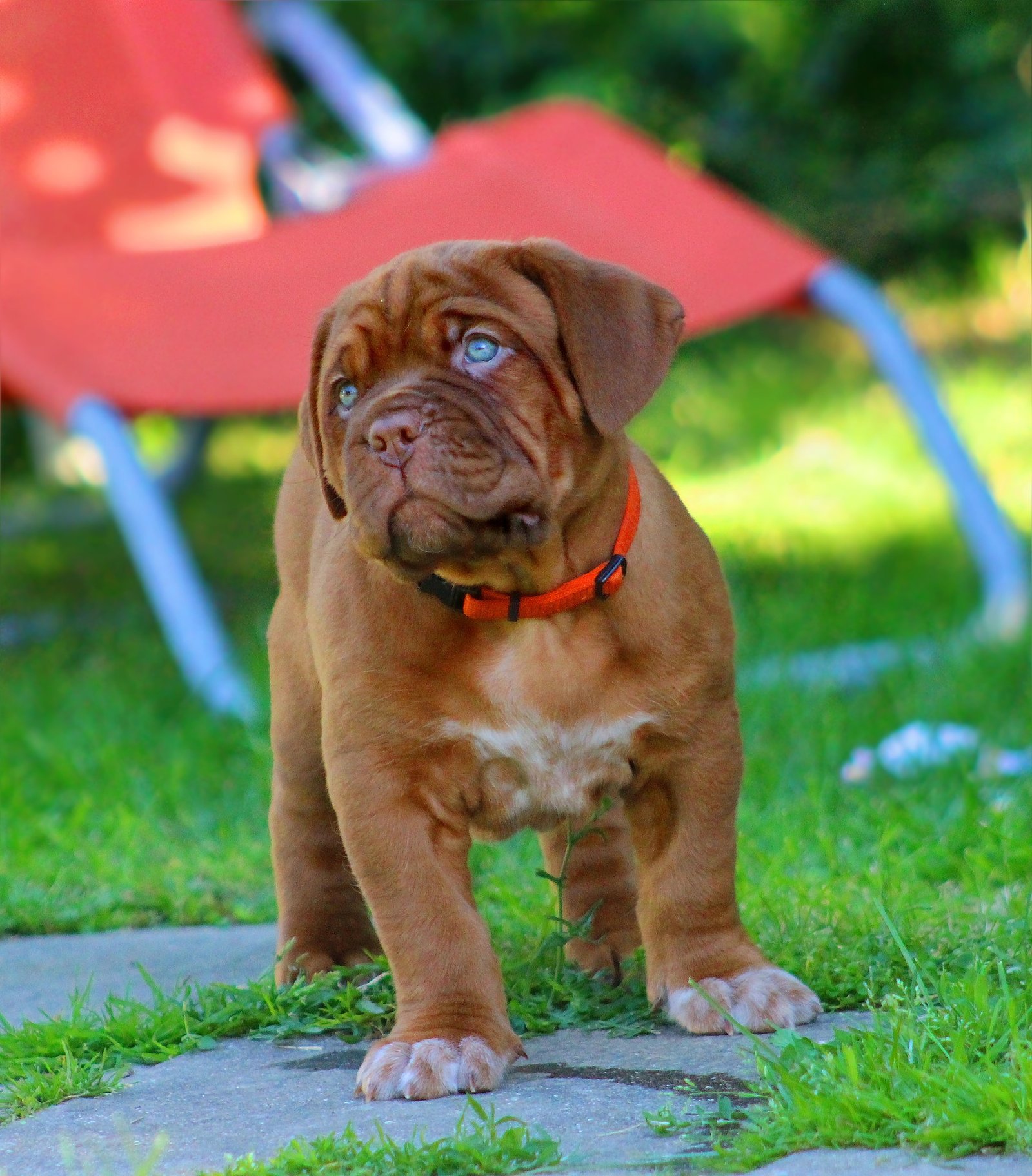 dog-742647_1920