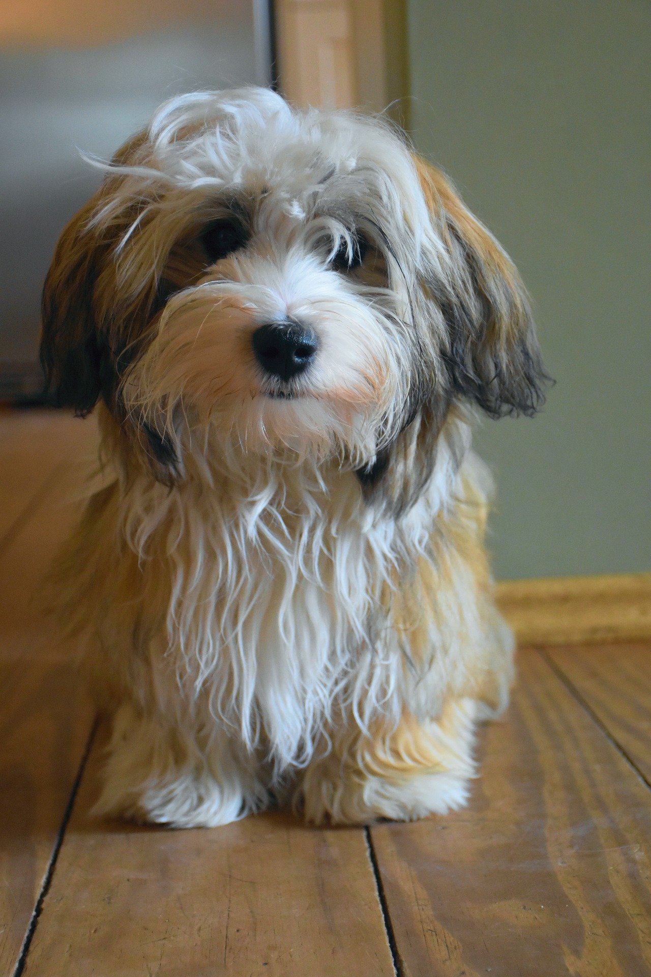 havanese-2780123_1920