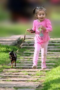 pet-2274240_1920