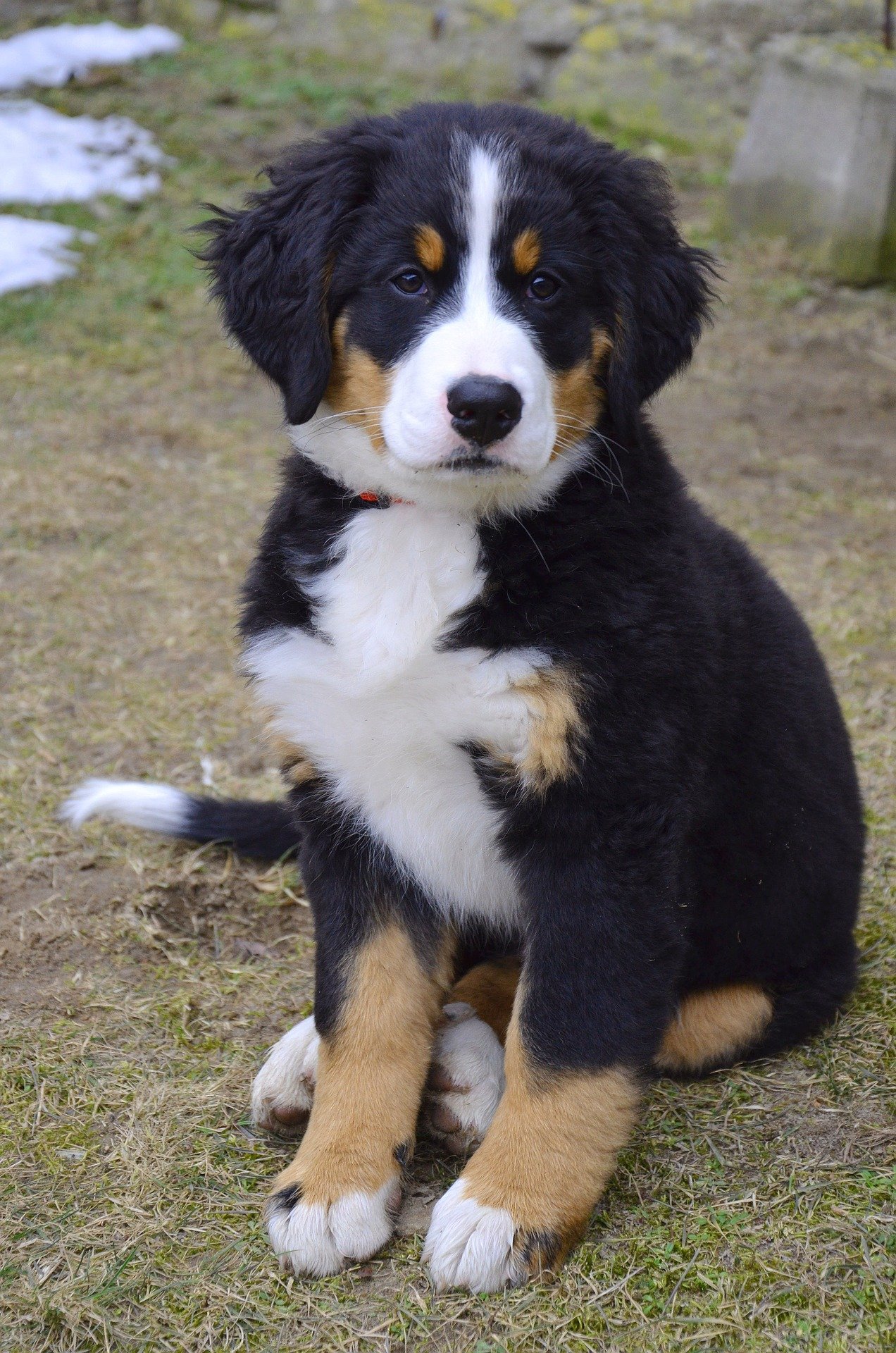 puppy-1192131_1920