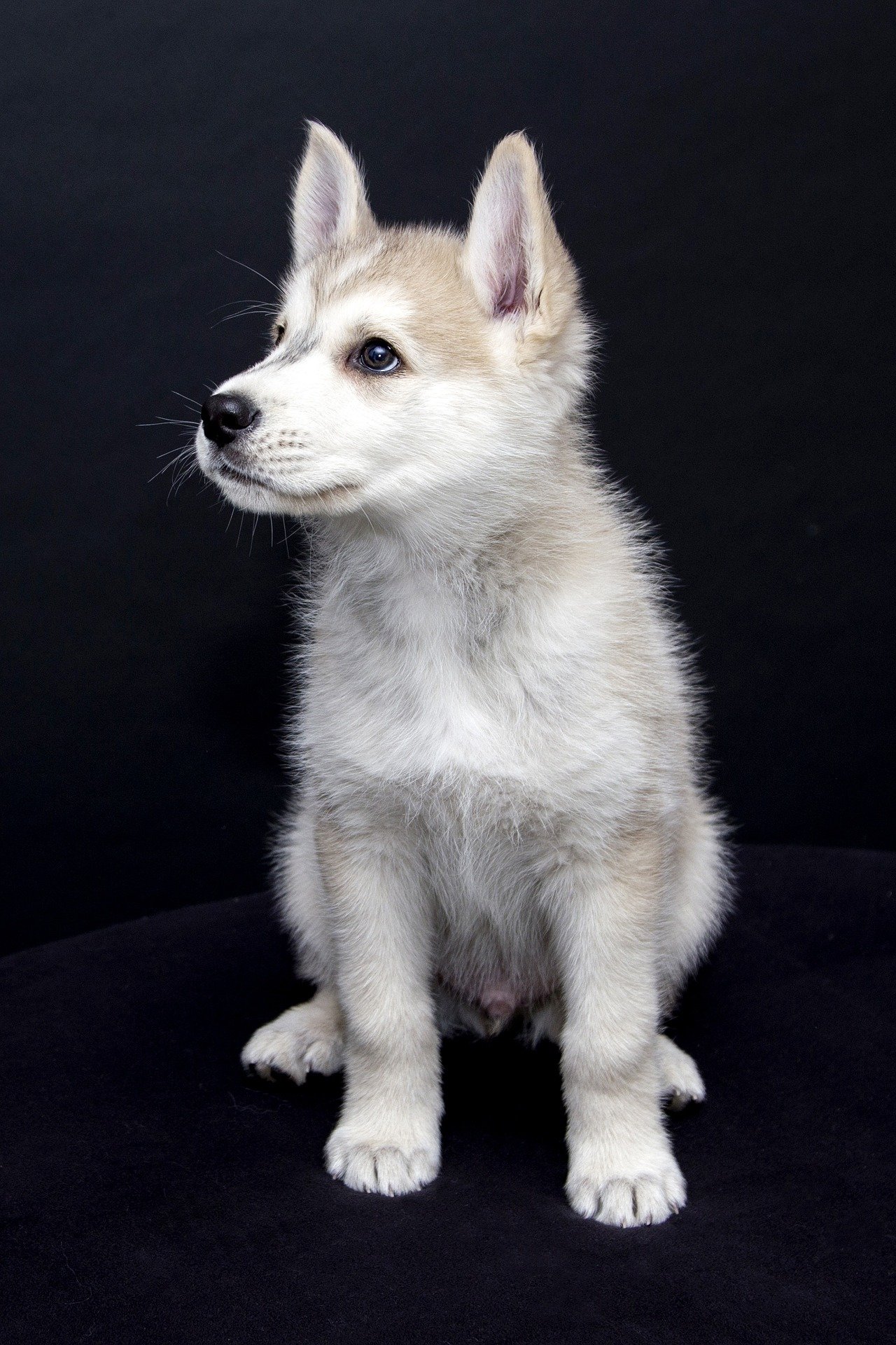 puppy-1226294_1920