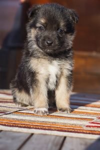 puppy-2814862_1920