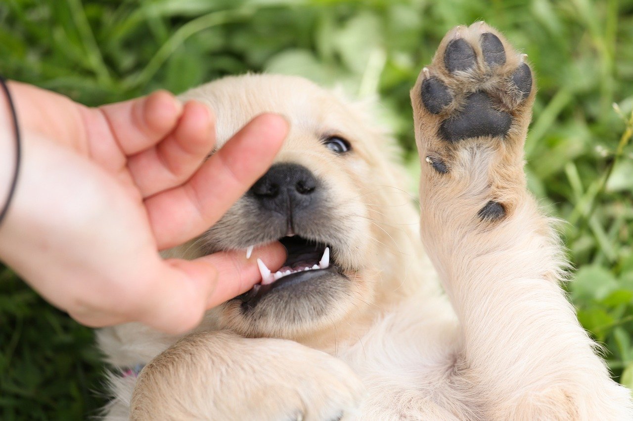 puppy-1207817_1280