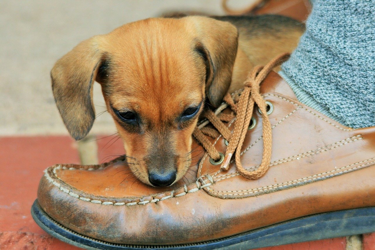 puppy-316076_1280