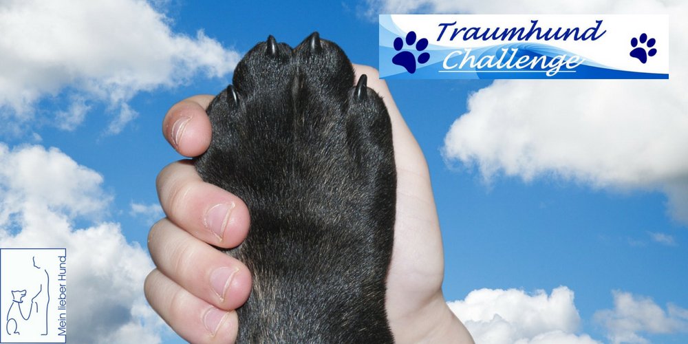 thc-cover-1000x500 traumhund-challenge