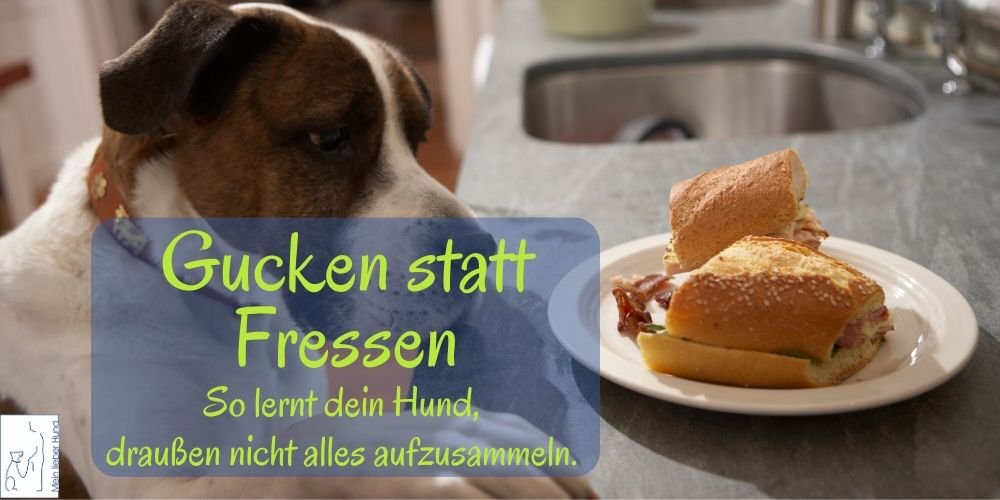gucken-statt-fressen-1000x500 Gucken statt Fressen