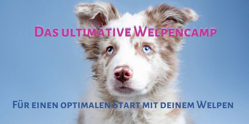 ultimative-welpencamp-1000x500 welpencamp